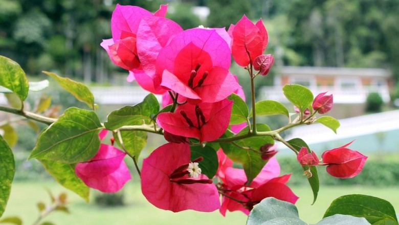 Cây Hoa giấy, Bông giấy - Bougainvillea brasiliensis Raeusch (B. spectabilis Willd.)