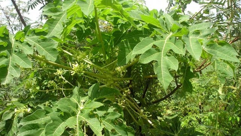 Lá đu đủ có thể phòng ngừa một số loại ung thư