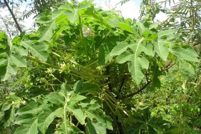 Lá đu đủ có thể phòng ngừa một số loại ung thư