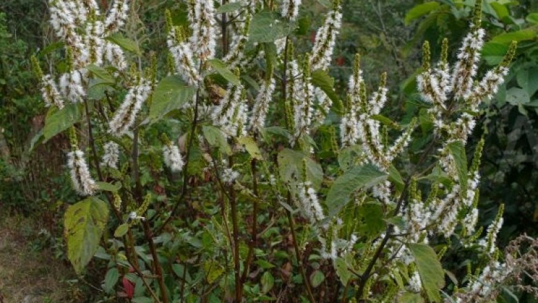Cây Hoắc hương nhẵn, Tu hùng nhẵn - Pogostemon glaber Benth