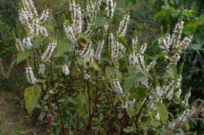 Cây Hoắc hương nhẵn, Tu hùng nhẵn - Pogostemon glaber Benth