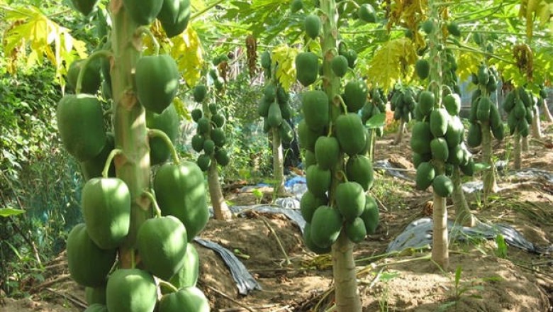 Hỏi đáp về công dụng chữa bệnh của cây đu đủ