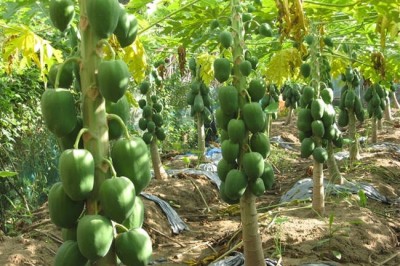 Hỏi đáp về công dụng chữa bệnh của cây đu đủ