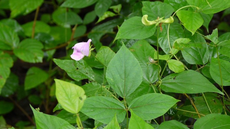 Cây Ðậu cờ, Sâm gạo - Vigna vexillata (L., ) A. Rich