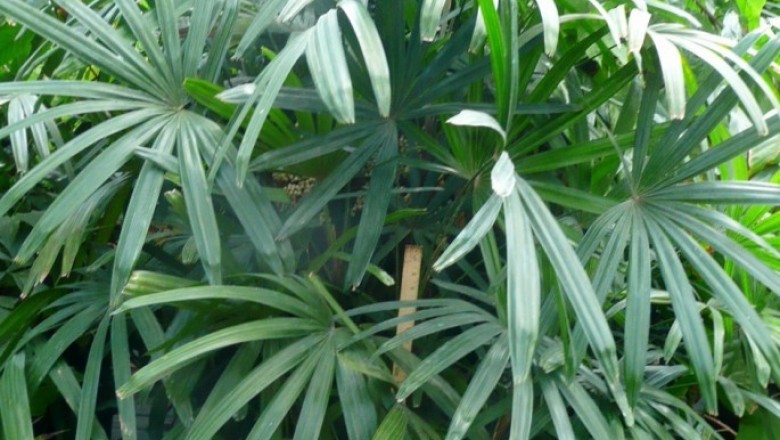 Cây Hèo, Hèo cảnh - Rhapis excelsa (Thunb.), Henry ex Rehd