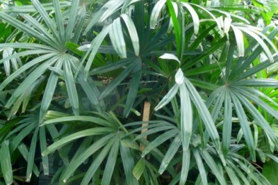 Cây Hèo, Hèo cảnh - Rhapis excelsa (Thunb.), Henry ex Rehd