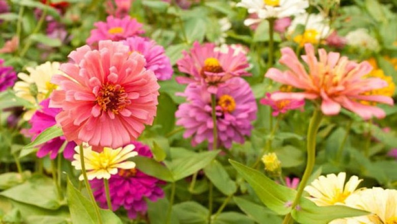 Cây Hoa cánh giấy, Di nha - Zinnia elegans Jacq