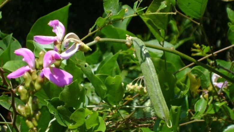Cây Ðậu cộ biển - Canavalia cathartica Thouars (C. turgida Grah ex Gray. C. microcarpa (DC.) Piper)