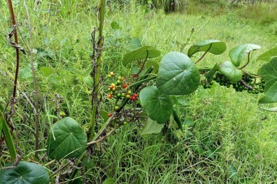 Cây Dây lõi tiền - Stephania japonica (Thunb.) Miers