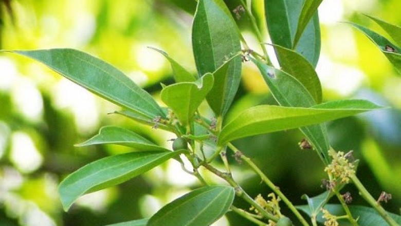 Cây Dầu đắng, Ô dược nam - Lindera myrrha (Lour.) Merr