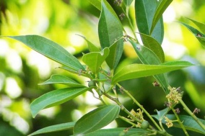 Cây Dầu đắng, Ô dược nam - Lindera myrrha (Lour.) Merr