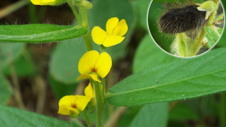 Cây Ðậu dại - Eriosema chinense Vogel