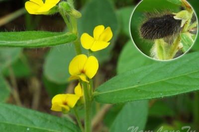 Cây Ðậu dại - Eriosema chinense Vogel