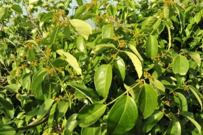 Cây Dây húc, Dây sàng - Reissantia indica (Willd.) Hallé (Hippocratea indica Willd.)