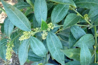 Cây Dây hồ cầu - Cocculus laurifolius DC