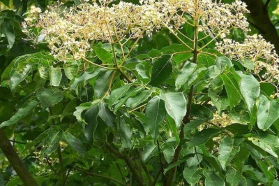 Cây Dầu dấu, Cây bảy bò - Euodia sutchuenensis Dode, Tetradium daniellii (Benn.) T.G.Hartley.
