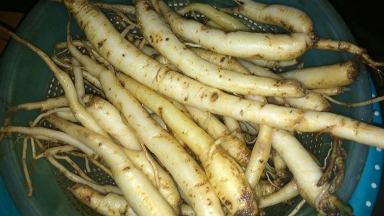 Món ăn bài thuốc nam chữa bệnh từ cây Đảng sâm (đẳng sâm)