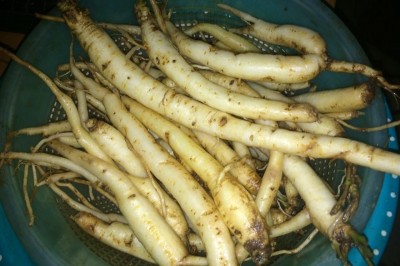 Món ăn bài thuốc nam chữa bệnh từ cây Đảng sâm (đẳng sâm)