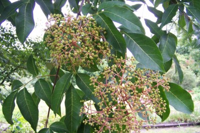 Cây Dầu dấu chẻ ba, Tứ chẻ ba - Tetradium trichotomum Lour. (Euodia trichotoma (Lour.) Pierre)