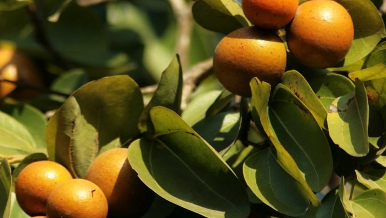 Cây Ðậu gió, Dây gió - Strychnos ignatii Berg