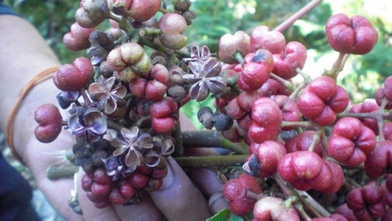 Cây Dầu dấu lá tần bì - Tetradium fraxinifolium (Hook.) Hartley (Euodia fraxifolia Hook. F.)