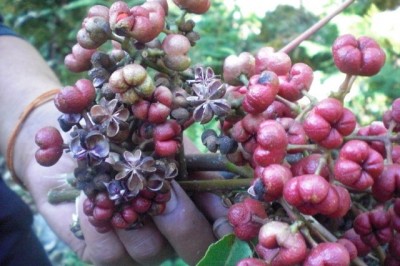 Cây Dầu dấu lá tần bì - Tetradium fraxinifolium (Hook.) Hartley (Euodia fraxifolia Hook. F.)