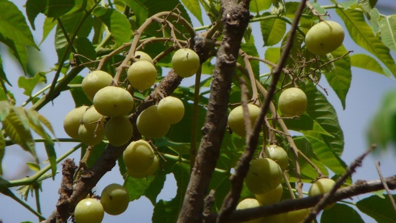 Cây Ðầu heo, Móng heo, Trám mao - Garuga pinnata Roxb