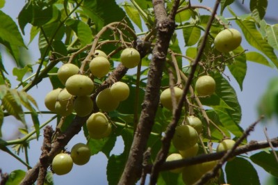 Cây Ðầu heo, Móng heo, Trám mao - Garuga pinnata Roxb