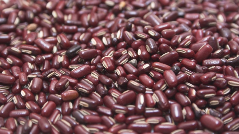 Cây Ðậu gạo, Ðậu nho nhe, Ðậu nâu, Ðâu Cao Bằng - Vigna umbellata (Thunb) Ohwi et Ohashi (Phaseolus calcaratus Roxb.)