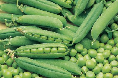 Cây Ðậu Hà Lan - Pisum sativum L