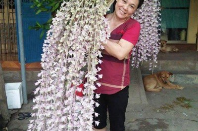 Nấu chuối tưới cho phong lan, 1 tuần sau rễ mọc chi chít hoa tuôn như suối