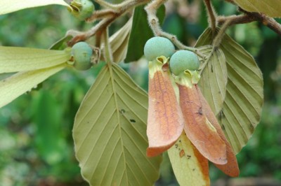 Cây Dầu đồng - Dipterocarpus tuberculatus Roxb