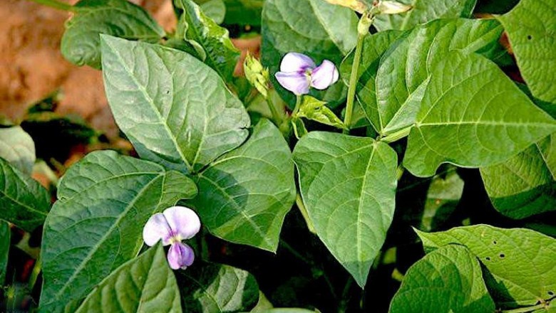 Cây Ðậu đen, Ðậu trắng, Ðậu tía - Vigna unguiculata (L., ) Walp subsp, cylindrica (L.) Verdc