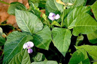 Cây Ðậu đen, Ðậu trắng, Ðậu tía - Vigna unguiculata (L., ) Walp subsp, cylindrica (L.) Verdc