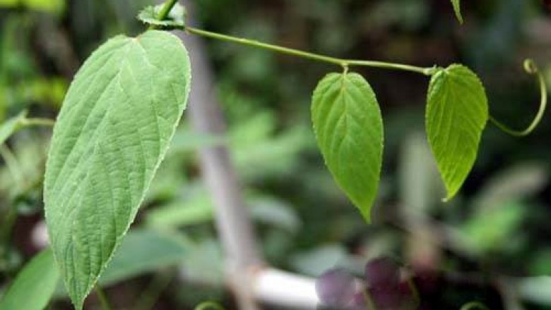 Cây Dây gân, Dây cồng cộng, Đồng bìa dài cựa - Ventilago cristata Pierre