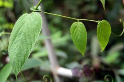 Cây Dây gân, Dây cồng cộng, Đồng bìa dài cựa - Ventilago cristata Pierre