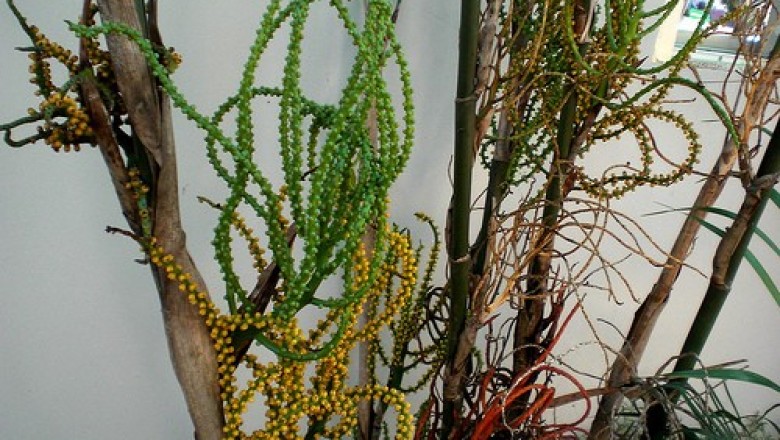 Cây Cau chuột Nam Bộ - Pinanga cochinchinensis Blume