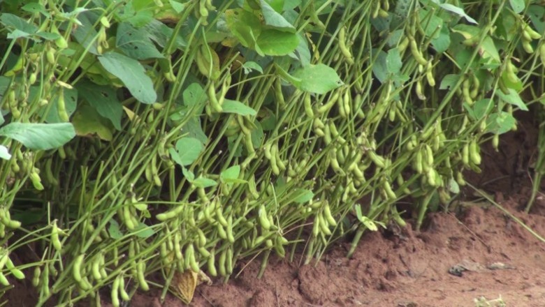 Cây Ðậu muồng ăn, Ðậu mười, Ðậu xanh bốn mùa - Vigna mungo (L.) Hepper