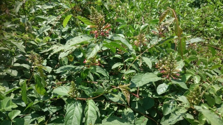 Cây Dây giun nhỏ, Dây lăng nhiều hoa, Lăng trung - Quisqualis conferta (Jack) Exell (Q. densiflora Wall. ex Miq.)