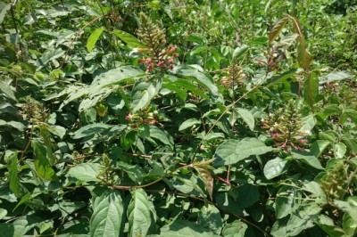 Cây Dây giun nhỏ, Dây lăng nhiều hoa, Lăng trung - Quisqualis conferta (Jack) Exell (Q. densiflora Wall. ex Miq.)