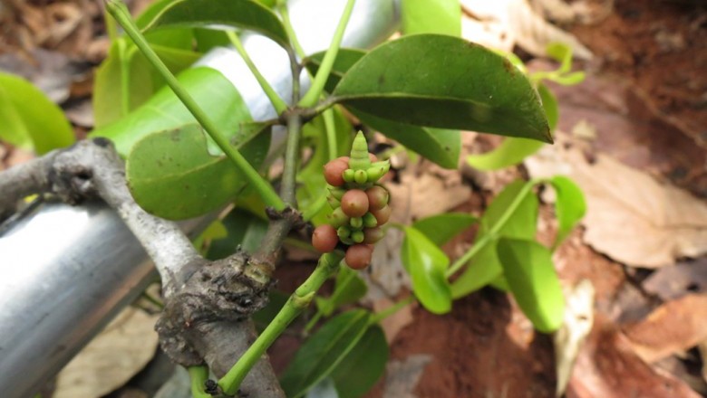 Cây Dây gắm lá rộng, Gắm cọng - Gnetum latifolium Blume var. latifolium
