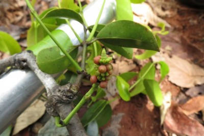Cây Dây gắm lá rộng, Gắm cọng - Gnetum latifolium Blume var. latifolium