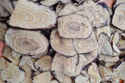 Cây Dây gắm, Dây sót hay Dây mấu - Gnetum montanum Markgr. (G. scandens Roxb.)