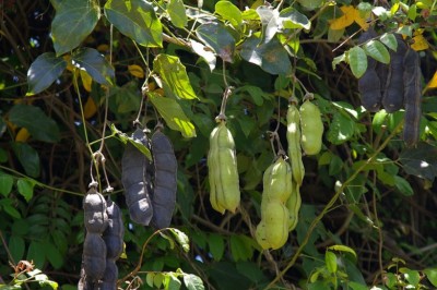 Cây Ðậu mèo lớn - Mucuna gigantea (Willd.) DG