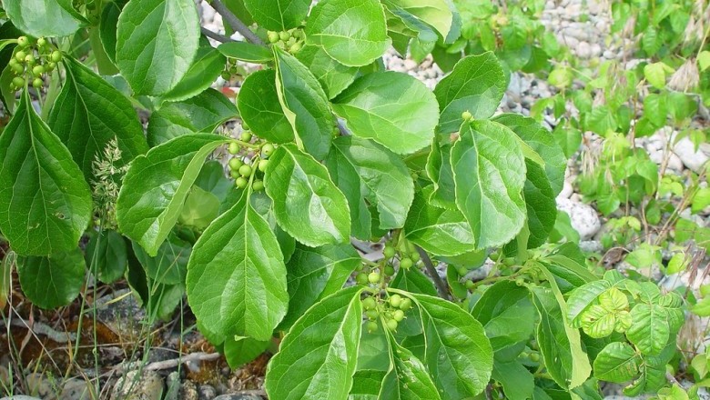 Cây Dây gối tròn - Celastrus orbiculatus Thunb