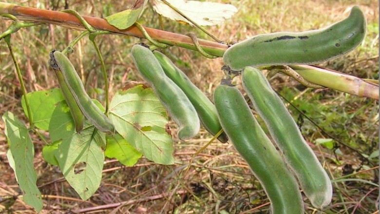 Cây Ðậu mèo - Mucuna cochinchinensis (Lour.) A. Chev