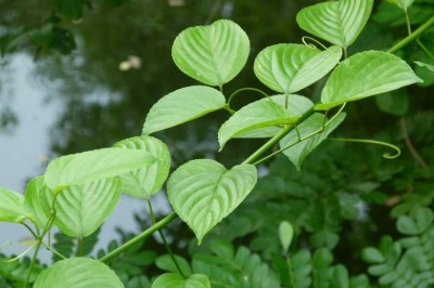 Cây Dây đòn gánh, dây đòn kẻ trộm - Gouania leptostachya DC. var. tonkinensis Pit