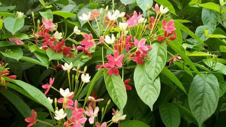 Cây Dây giun, Cây quả giun - Quisqualis indica L