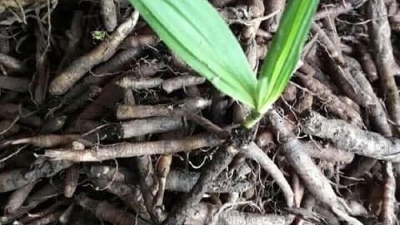 Một số bài thuốc có dùng sâm cau chữa bệnh theo Lương y Trần Bá