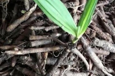 Một số bài thuốc có dùng sâm cau chữa bệnh theo Lương y Trần Bá